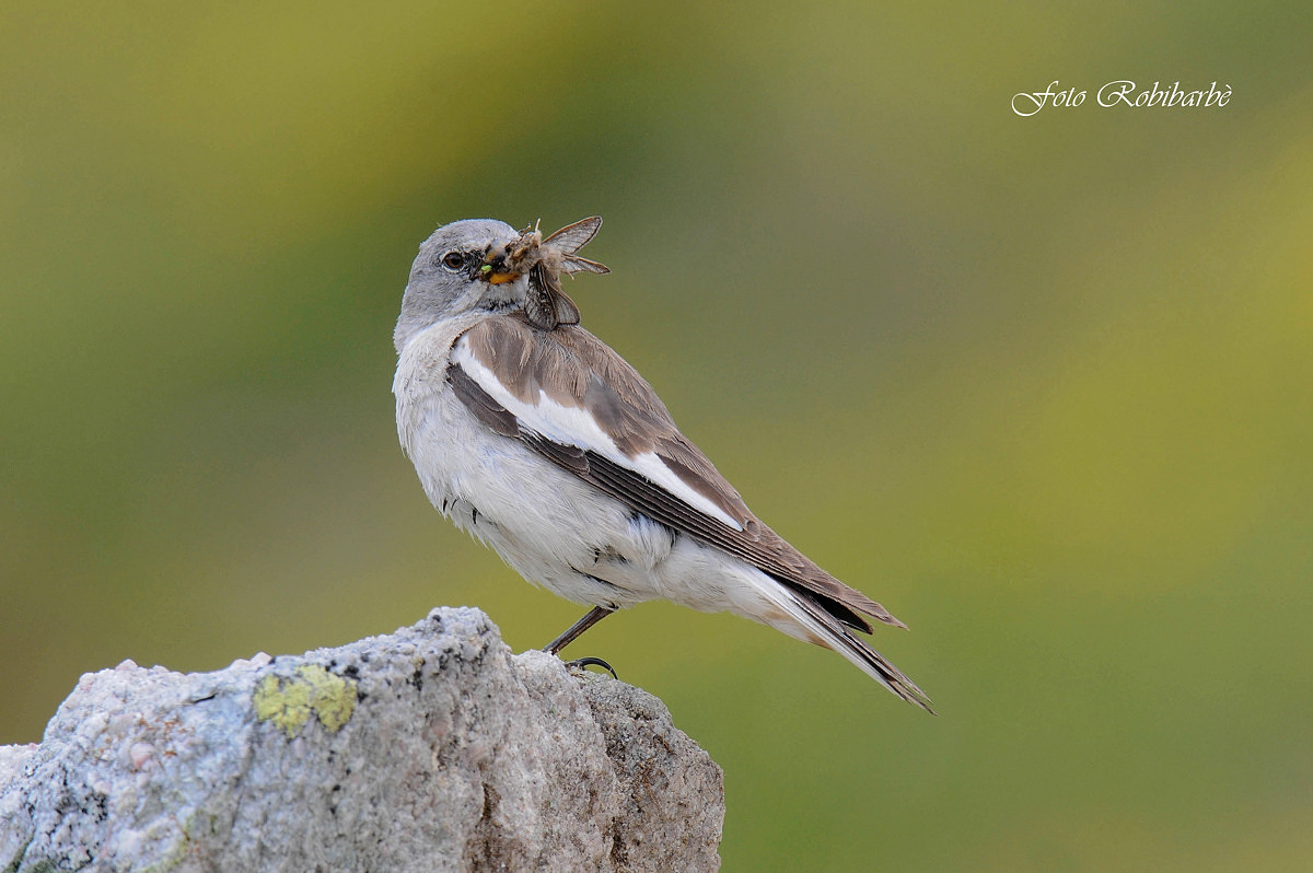 Fringuello alpino.....