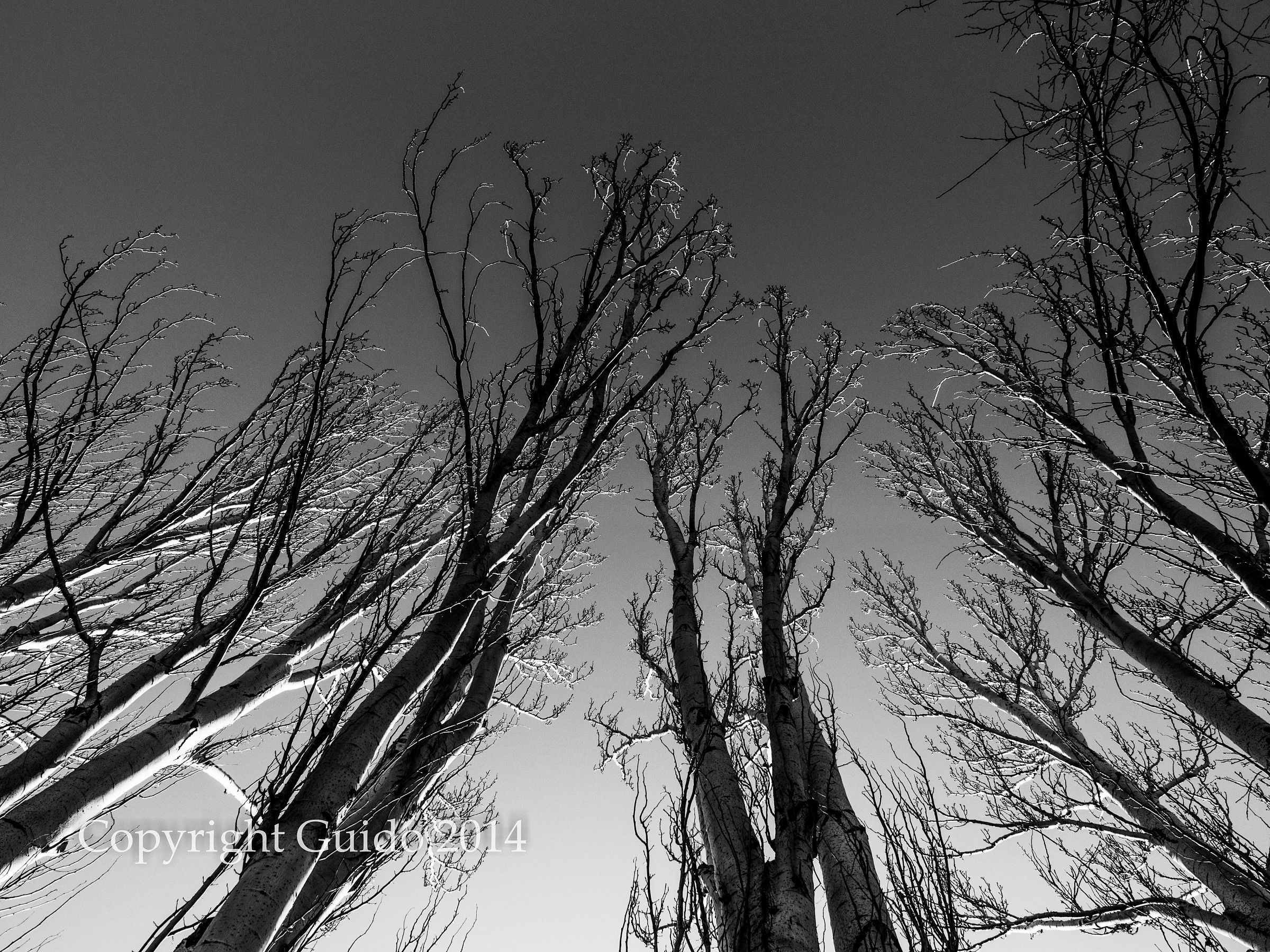 Dita verso il cielo_B&N-2