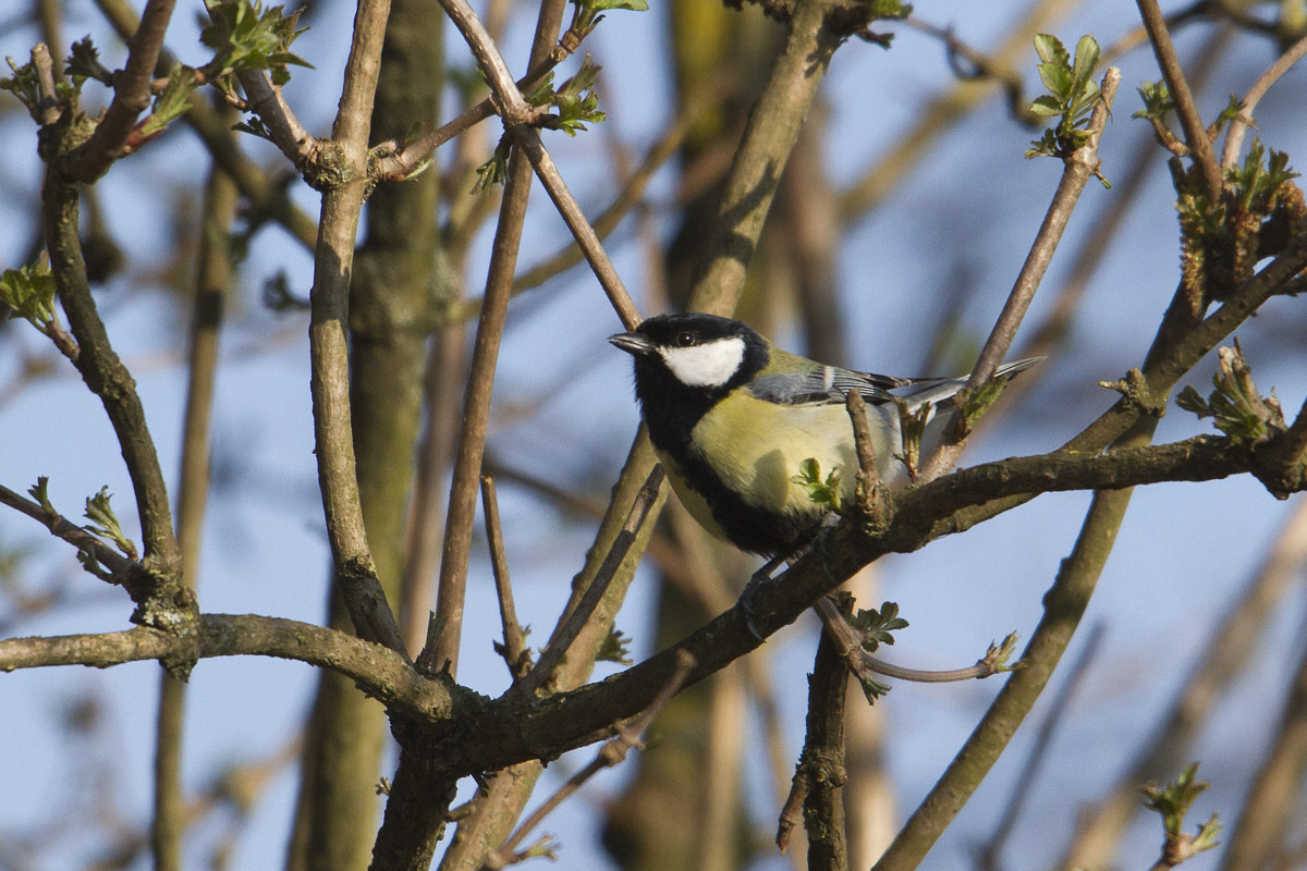 Great Tit