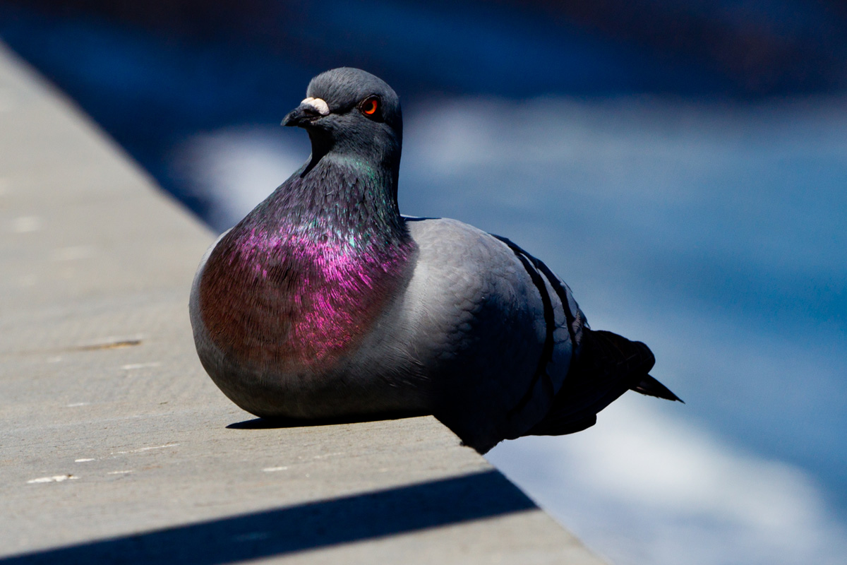 Indigenous - canon 200 mm