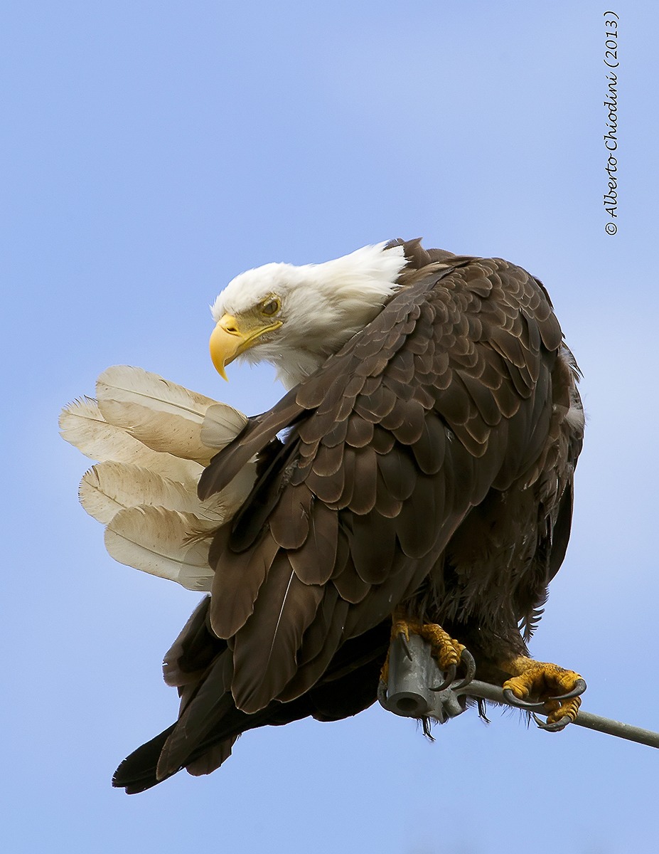 Bald Eagle