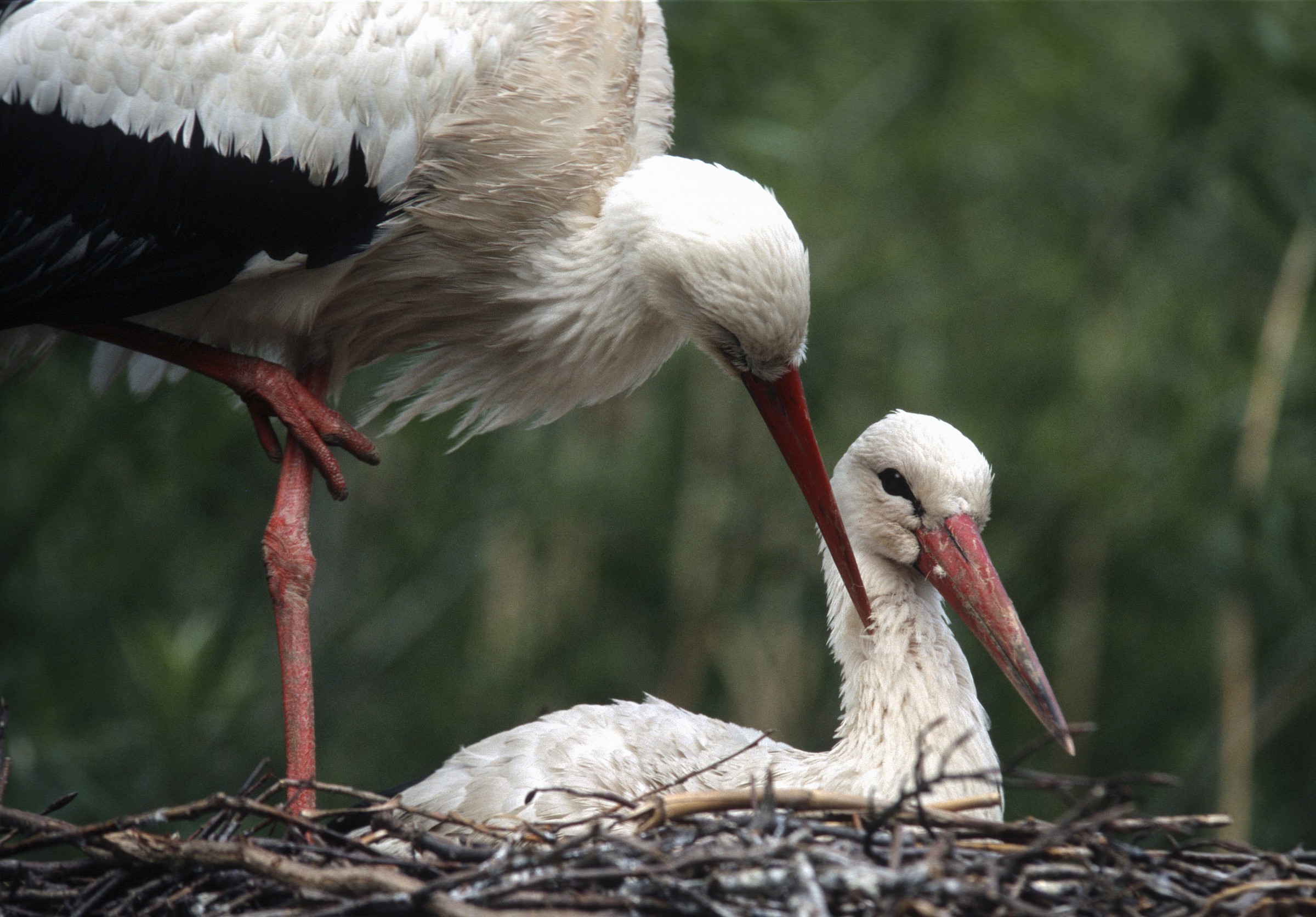 Cocchino tutto bene?  Dia