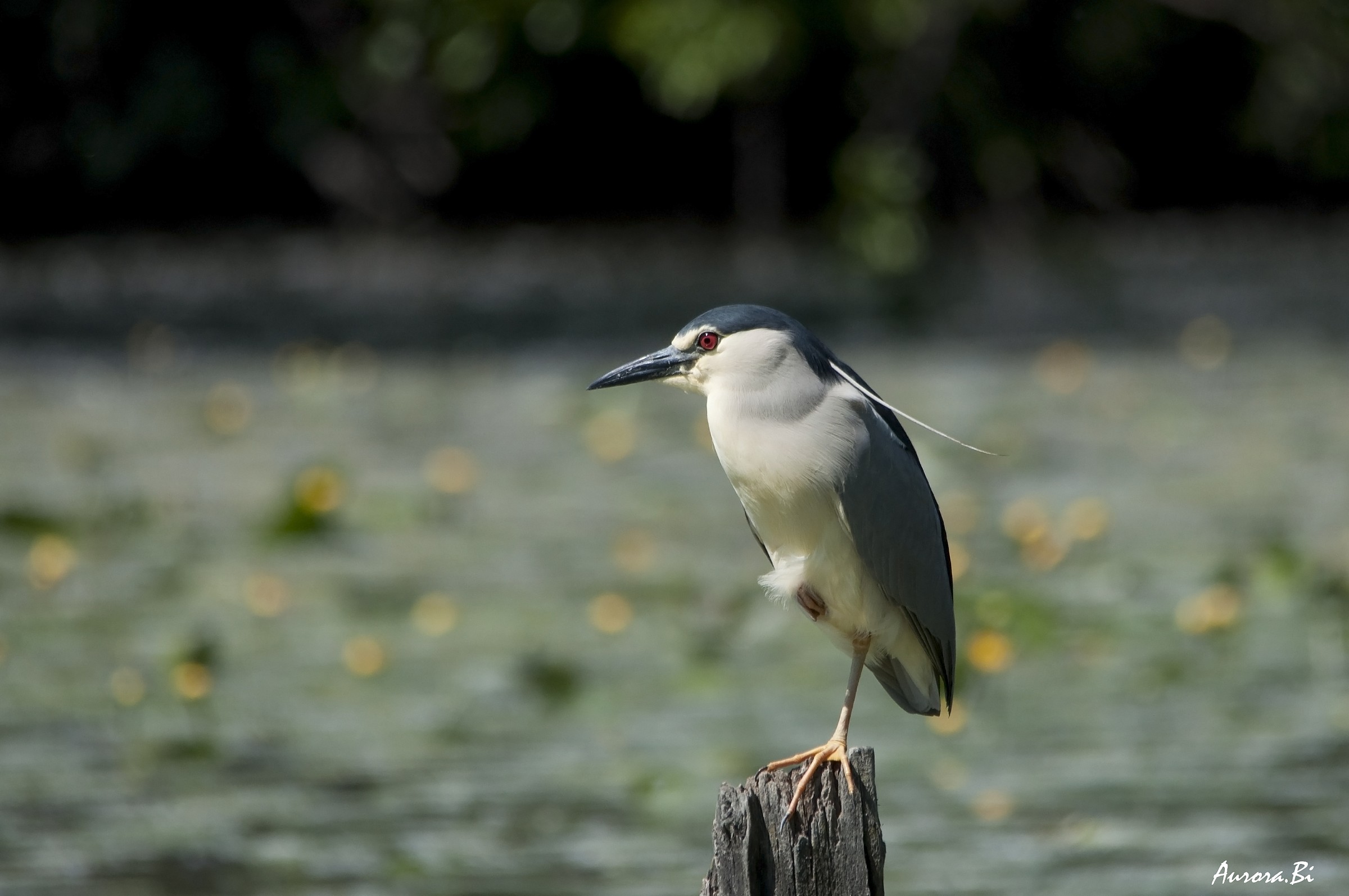 Night Heron