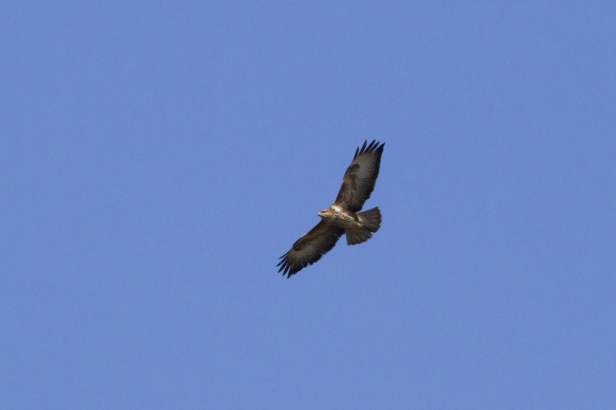 Buzzard