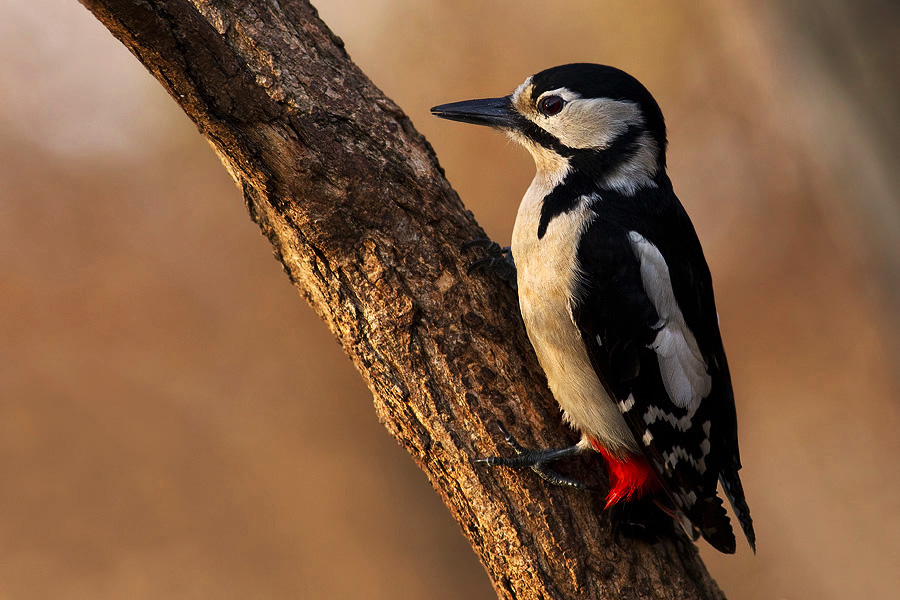 Woodpecker at sunset