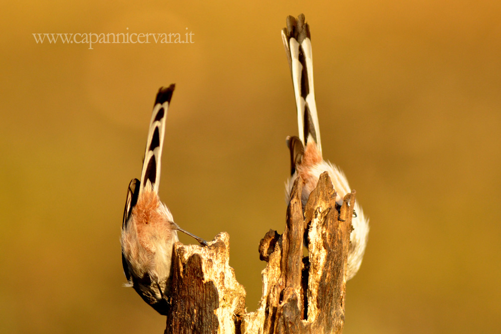 Le penne timoniere dei Codibugnoli