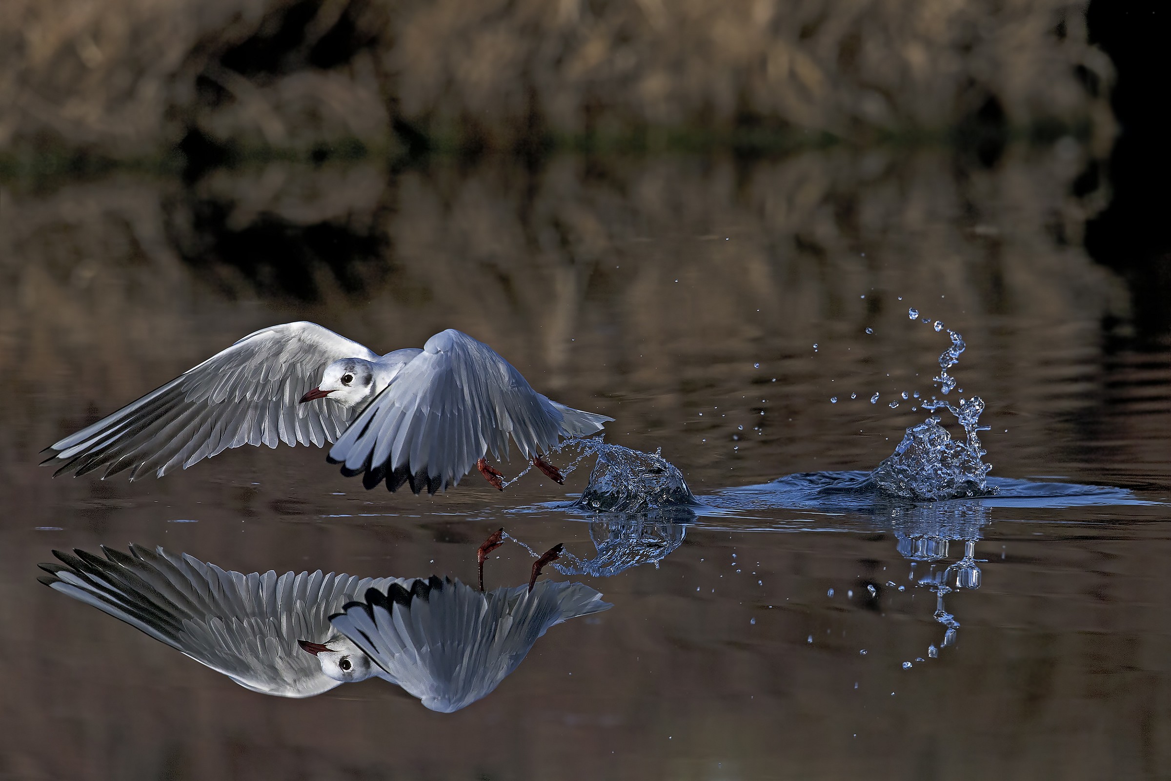 two ..gabbiani..al price of one !!