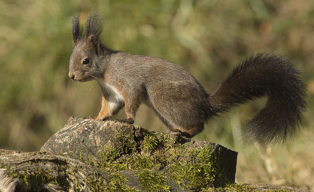the usual pose squirrel