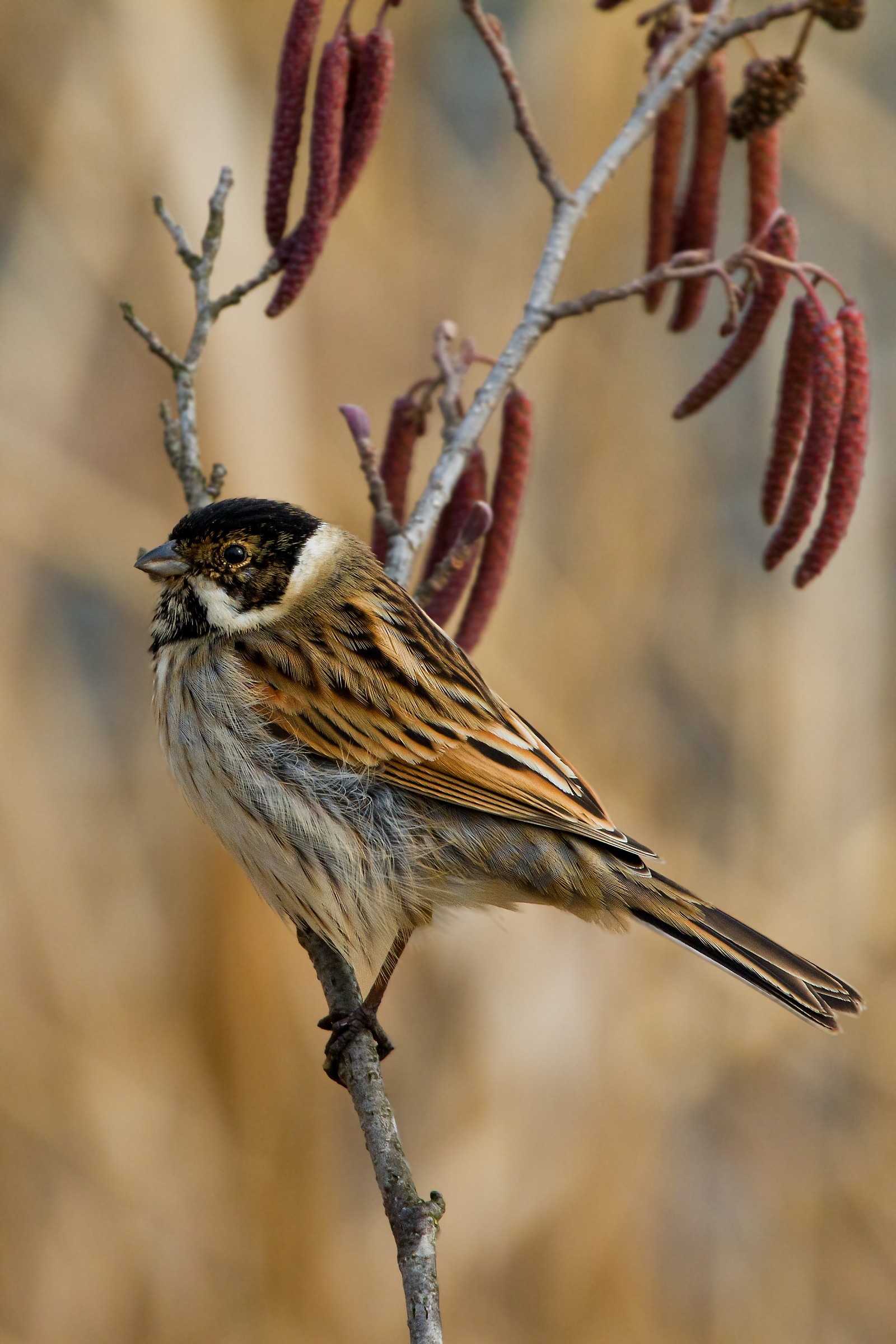 Reed Bunting