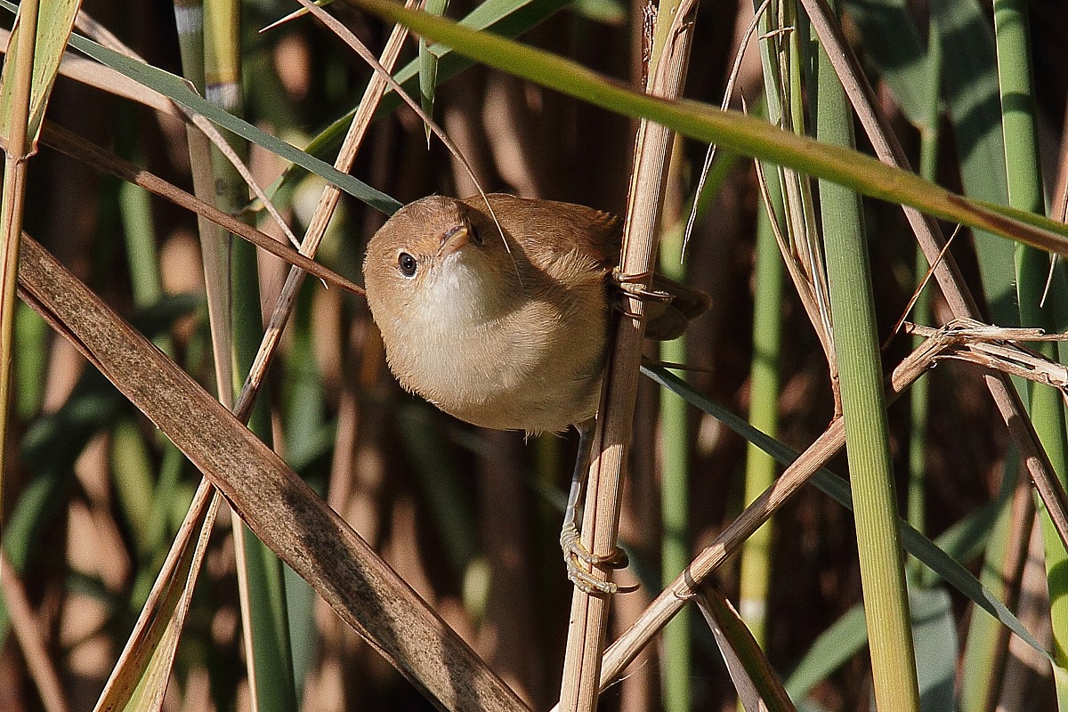 reed warbler