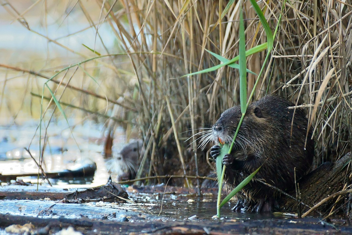 Lunch time in the swamp