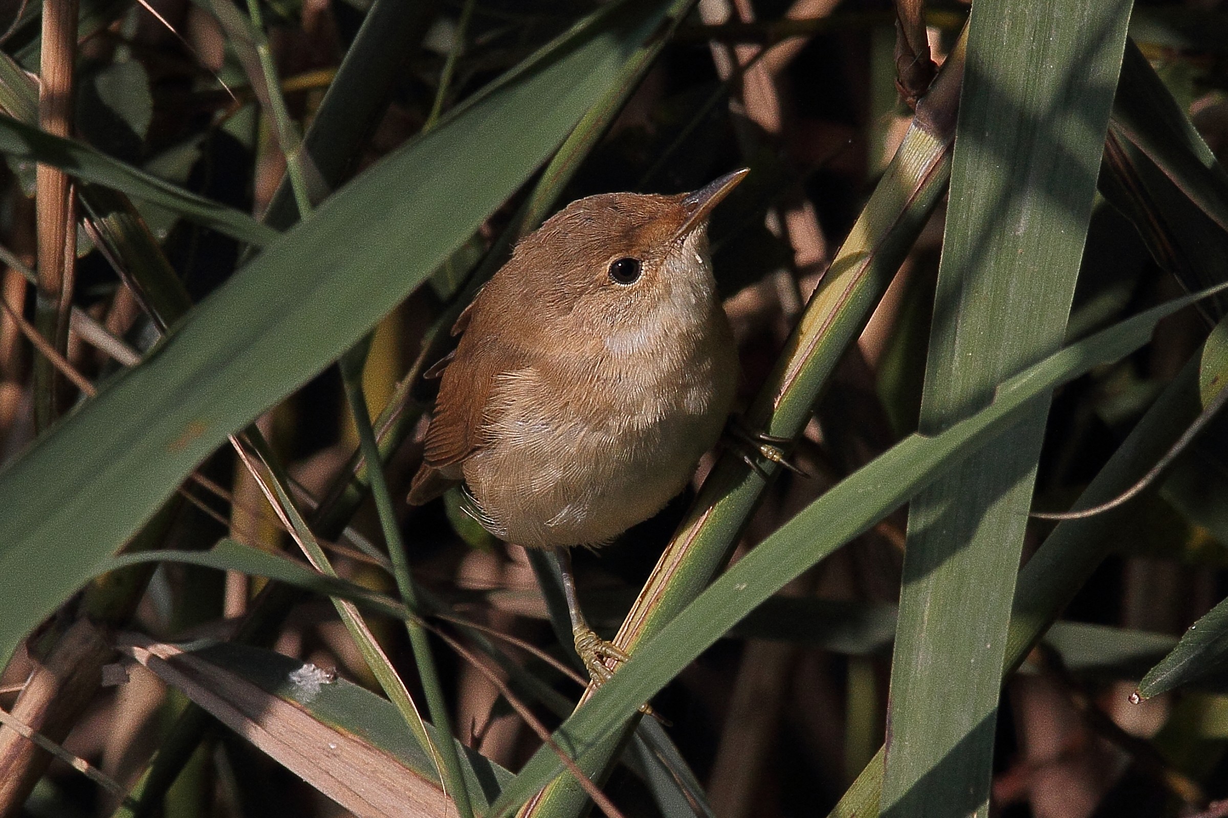 reed warbler