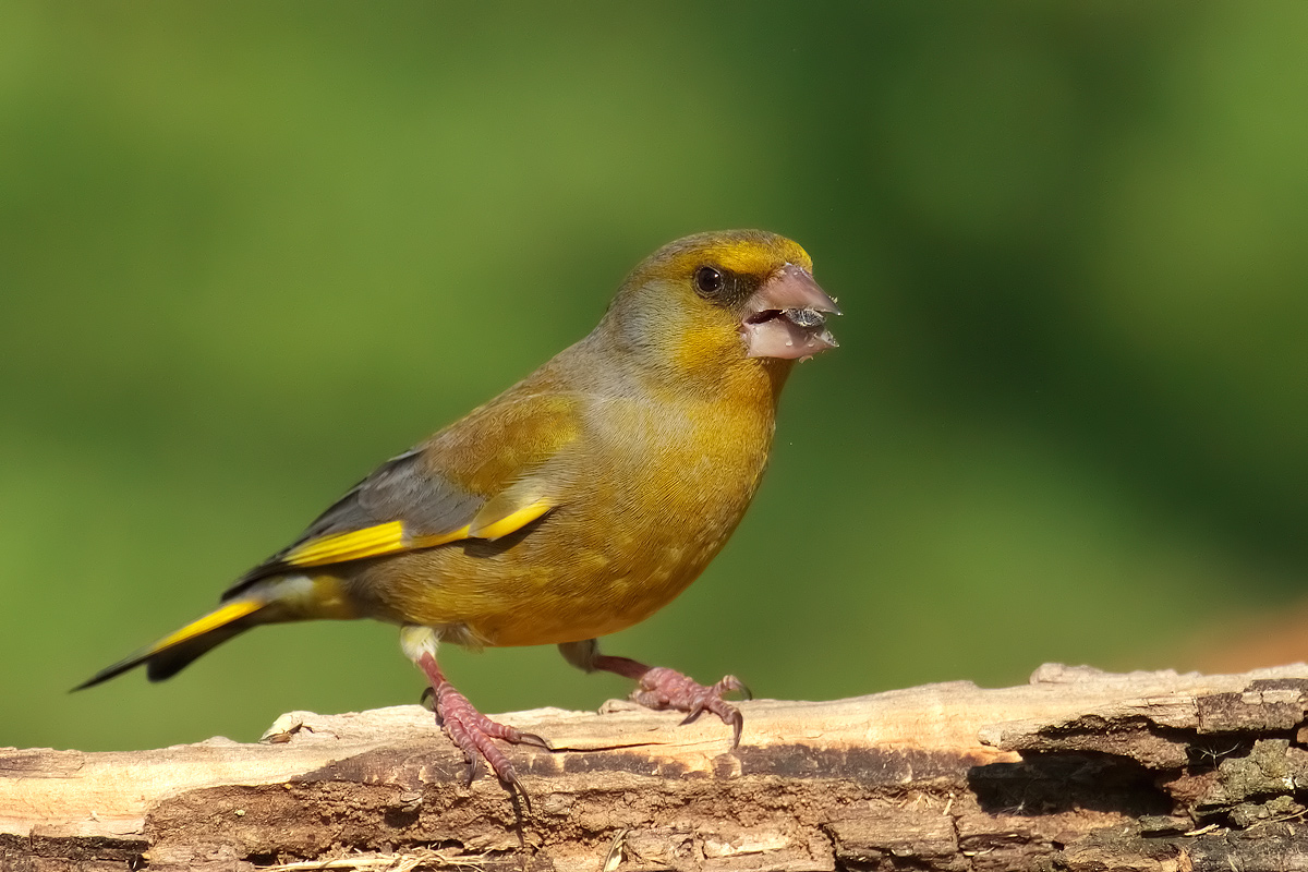 greenfinch high iso