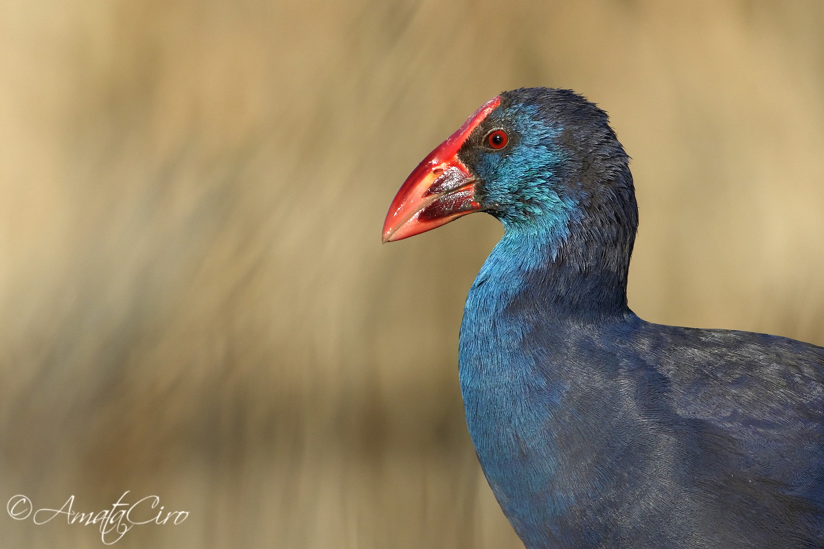 The portrait of the sultan