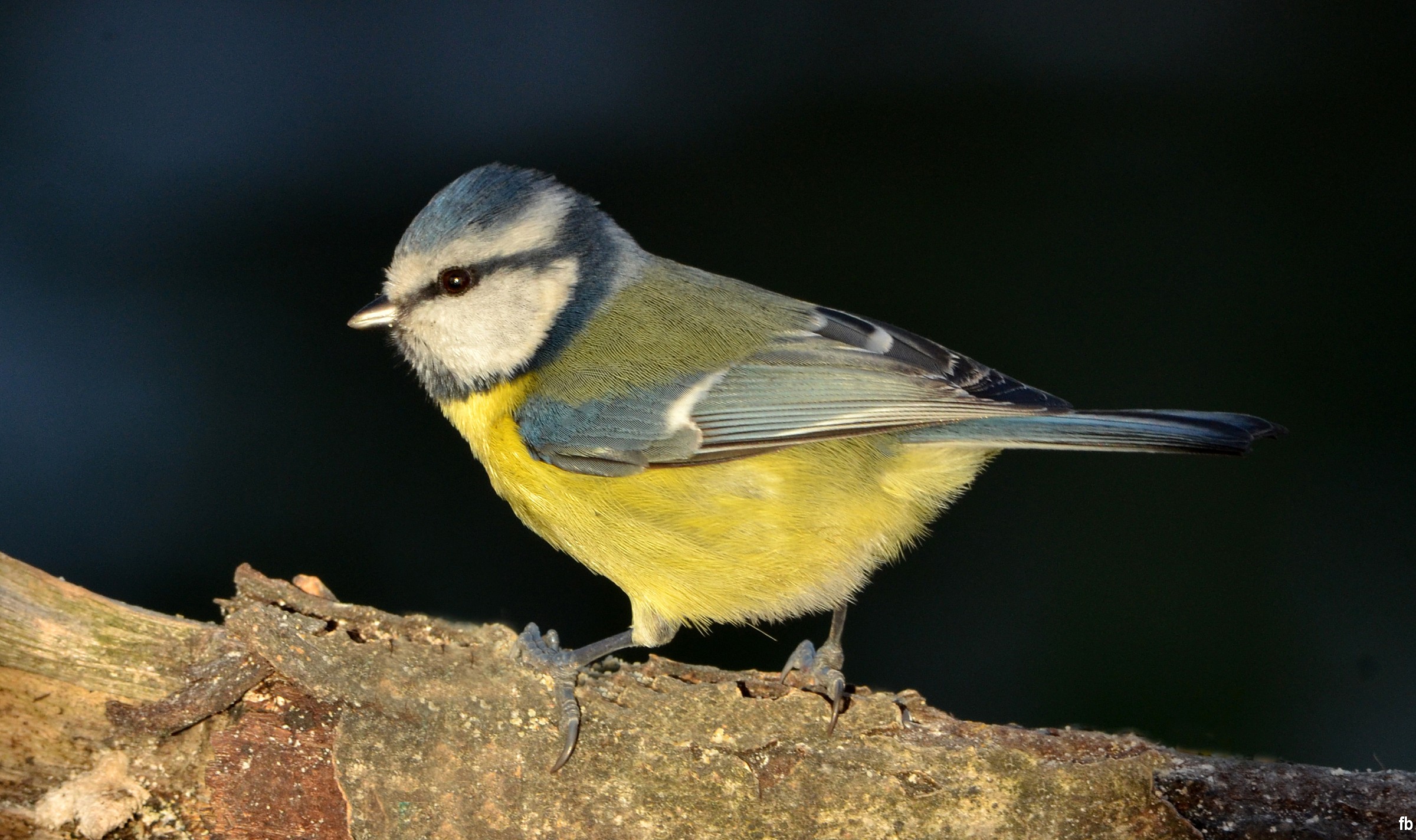 the blue tit
