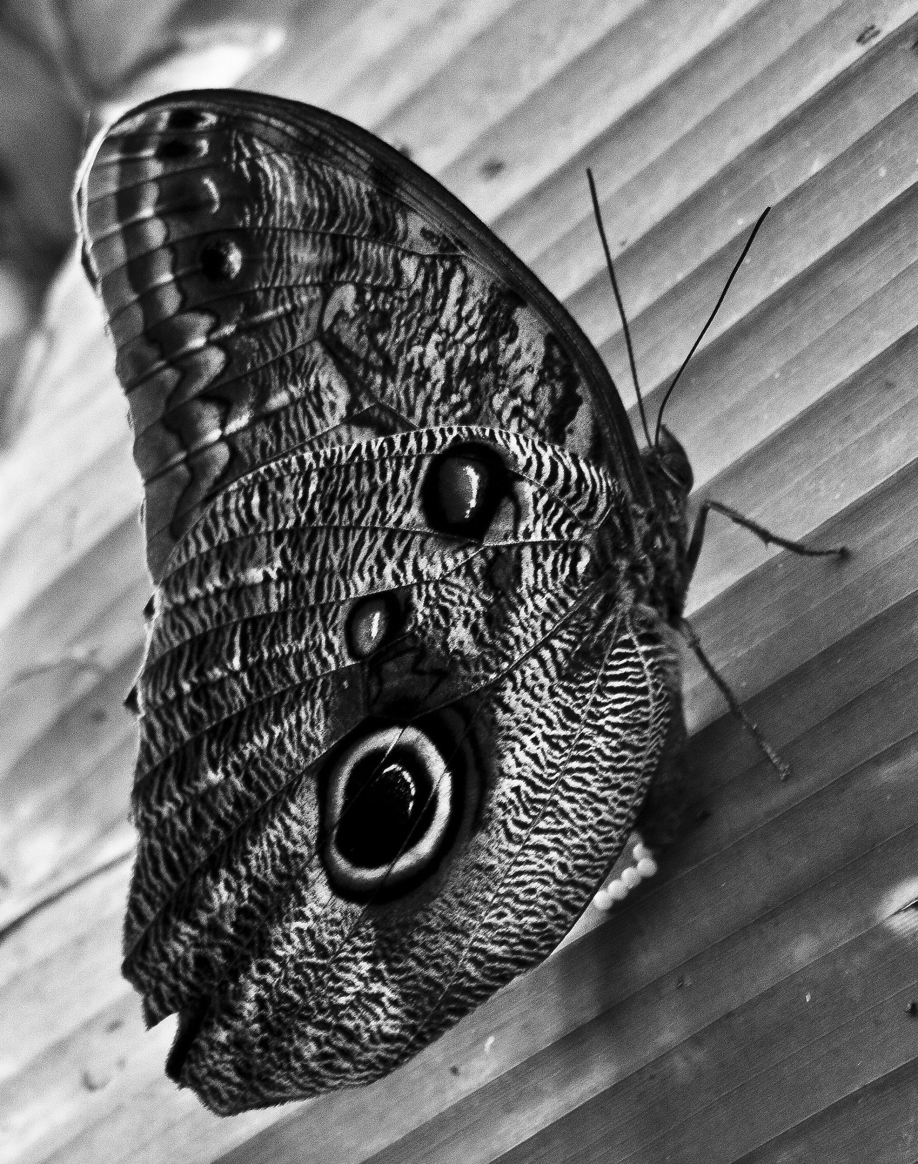 We stole the colors of the butterflies