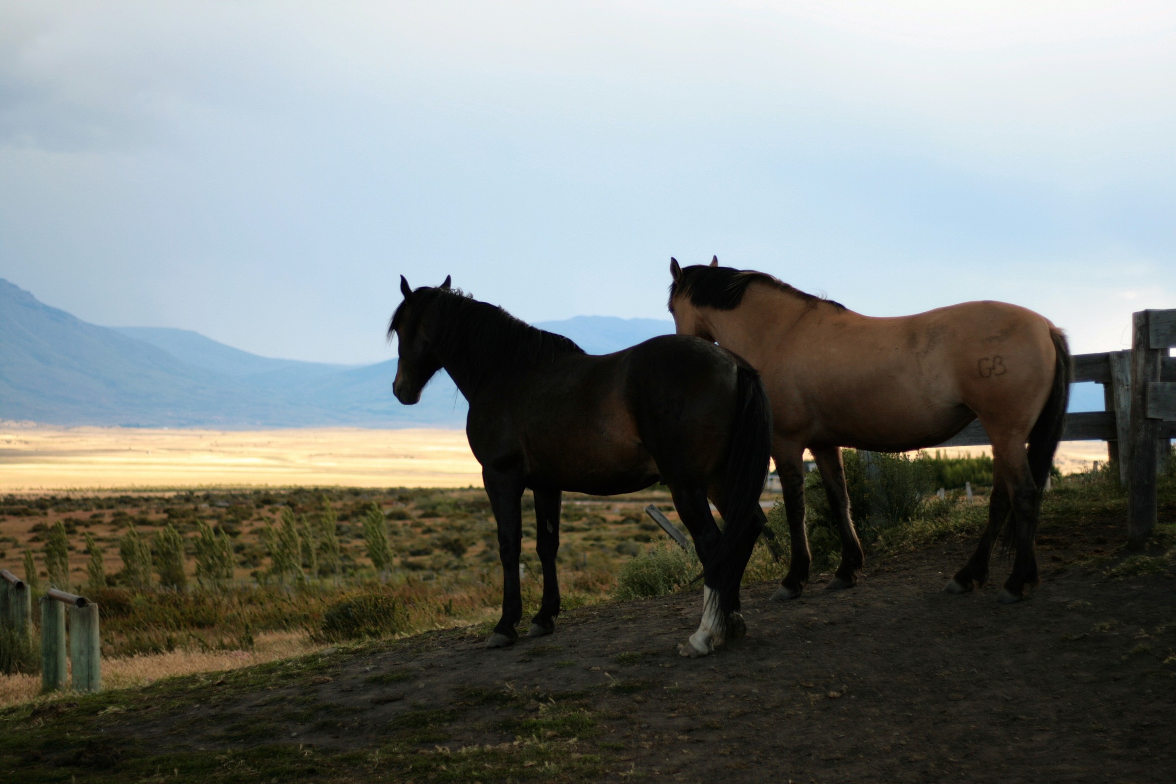 Argentina, Patagonia, El Calafate