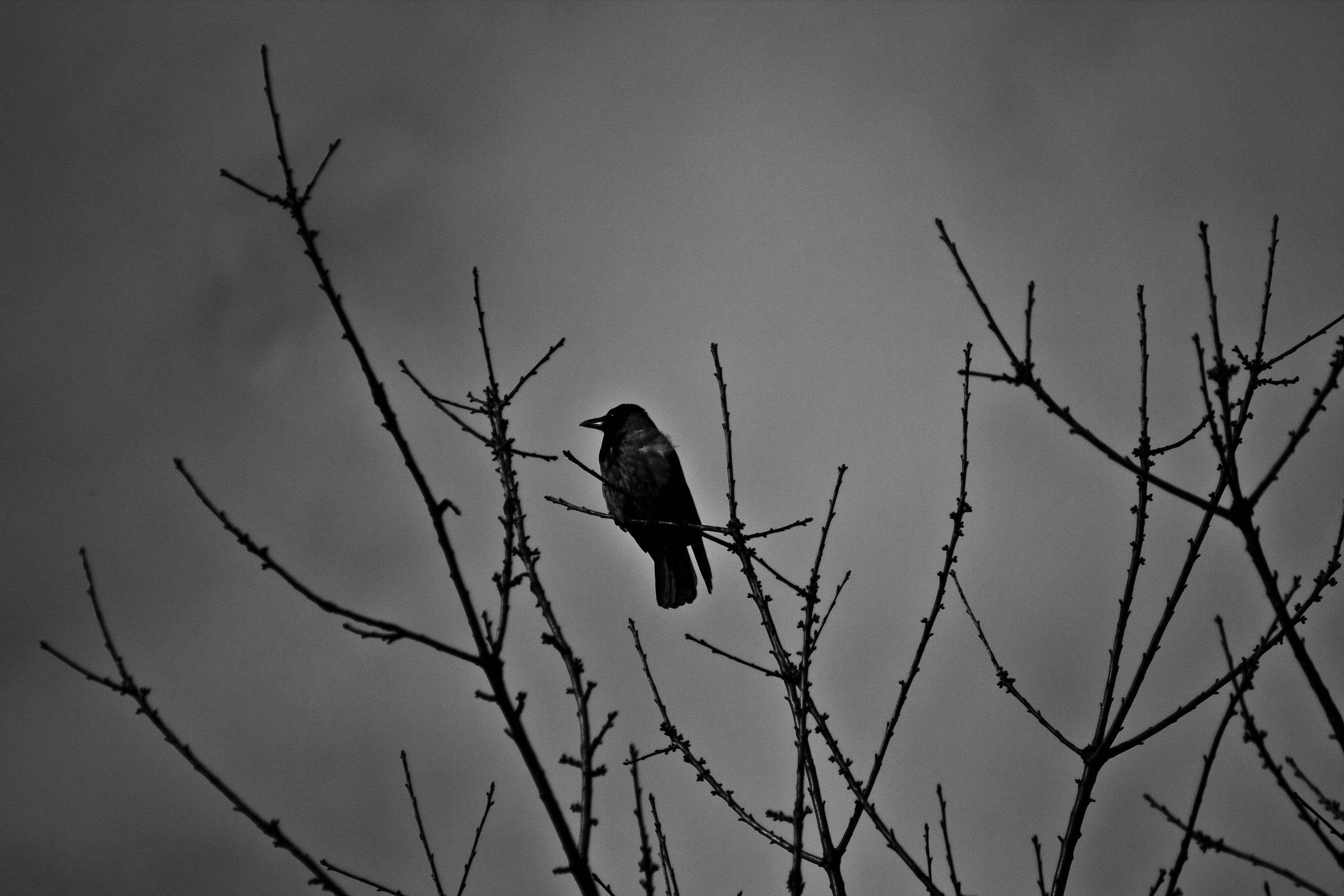 I am only the raven ...