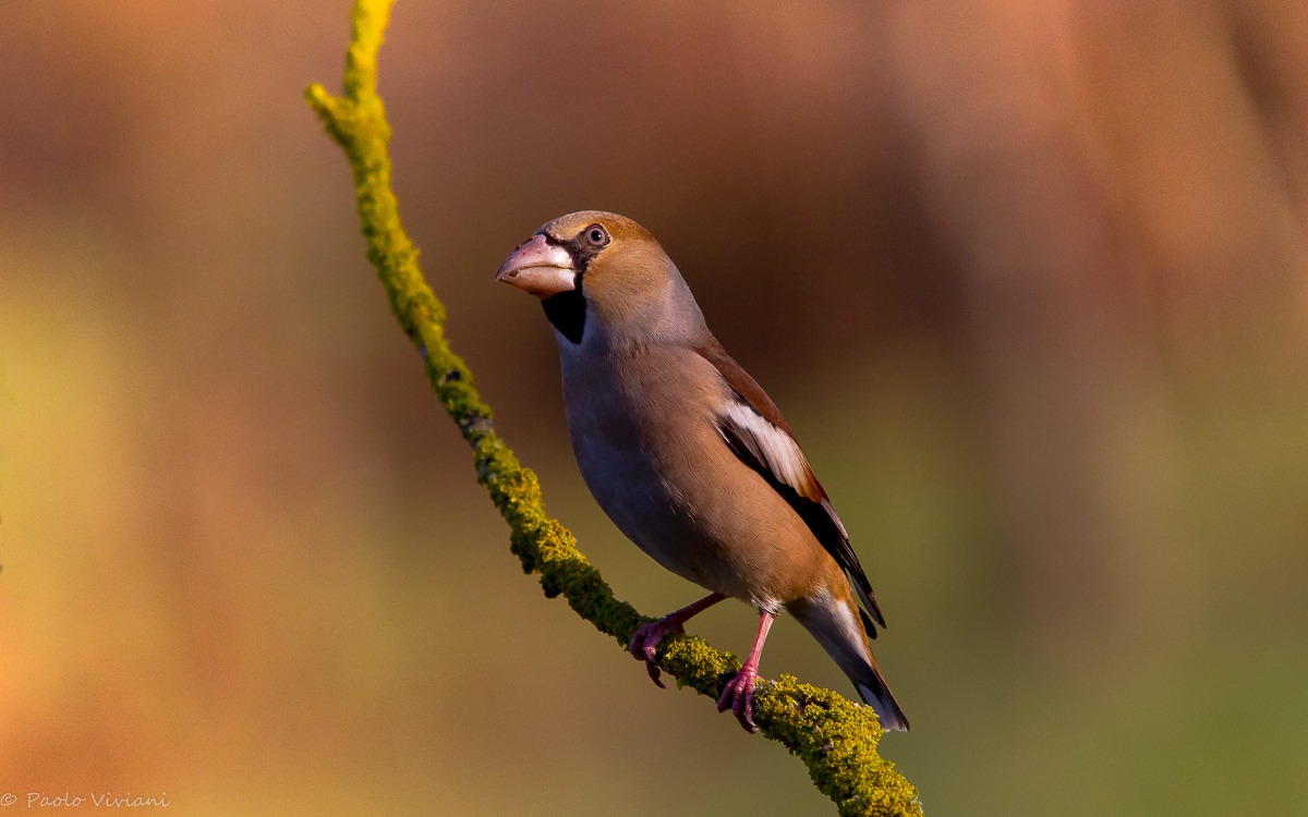 Hawfinch