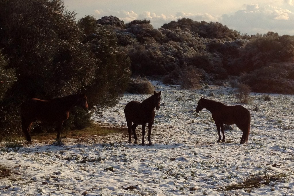 Snow in Santa Teresa Gallura