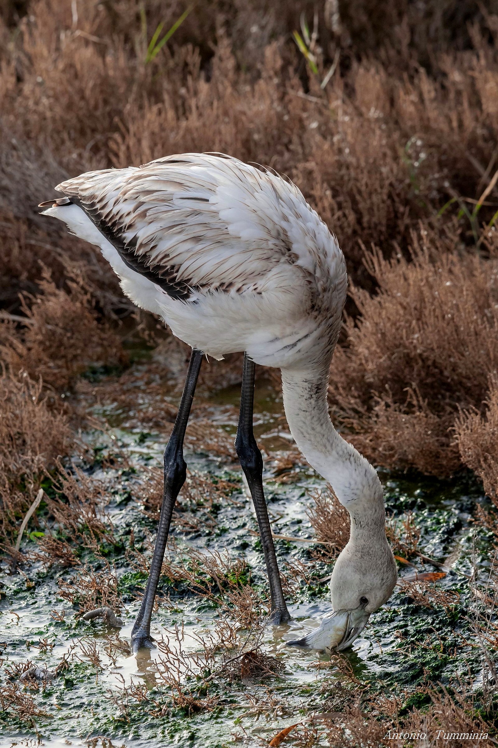 Pullo of Pink Flamingo