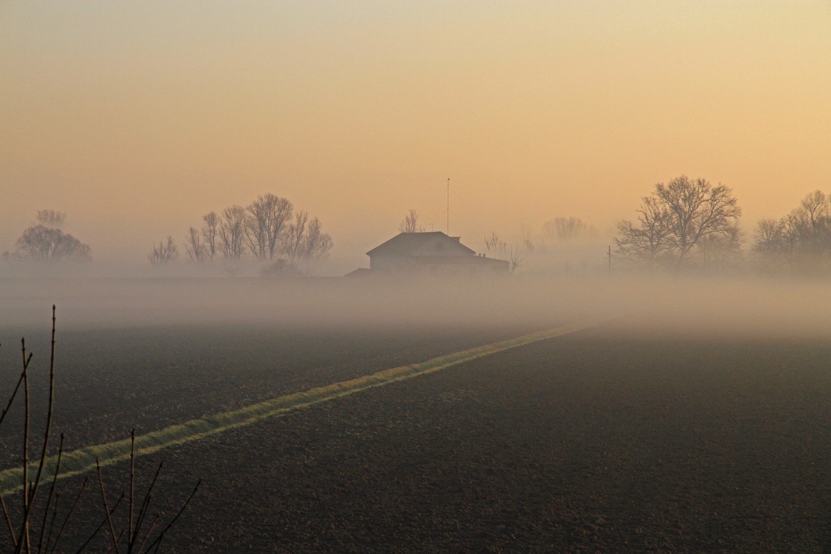 Nebbiolina mattutina...