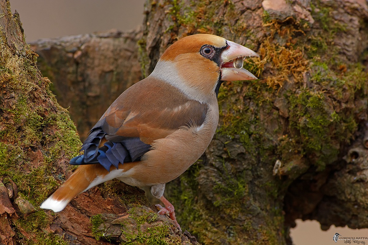 Mr. Hawfinch ...