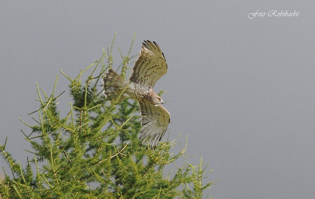 Biancone...in partenza....