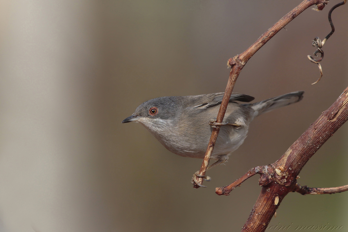 Occhiocotto F(Sylvia melanocephala)
