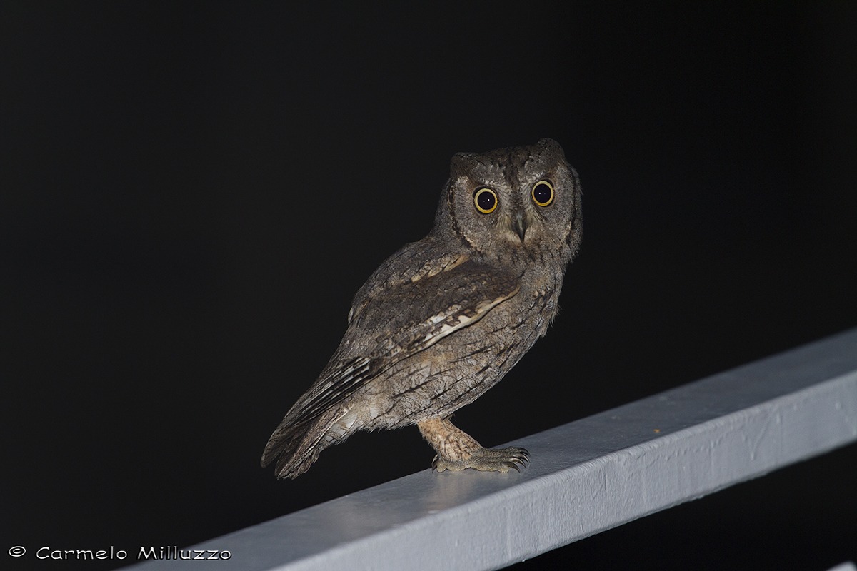 Assiolo sul balcone di casa