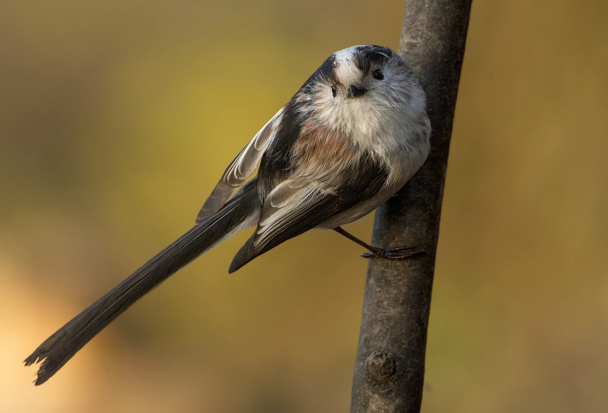 codibugnolo at sunset