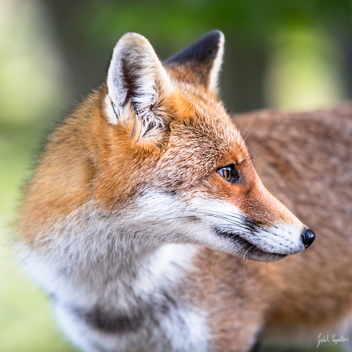 volpe (Vulpes vulpes)