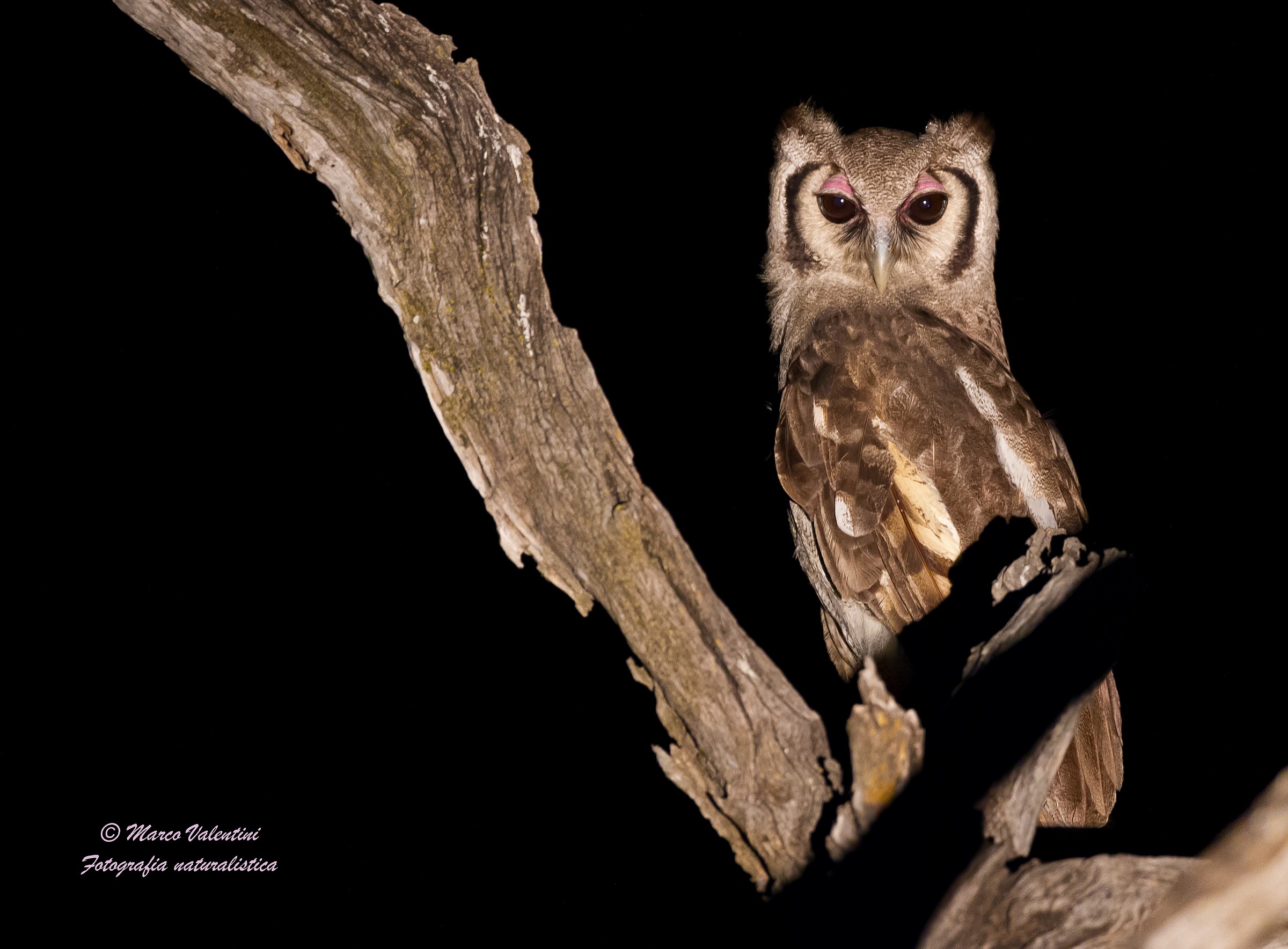 A proposito di gufi...