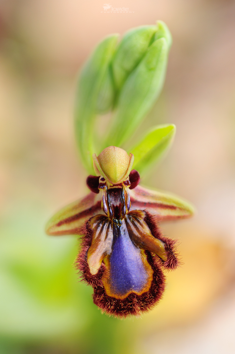 Ophrys speculum