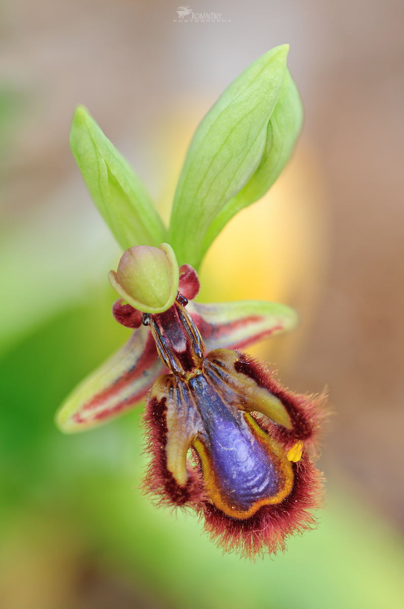 Ophrys speculum