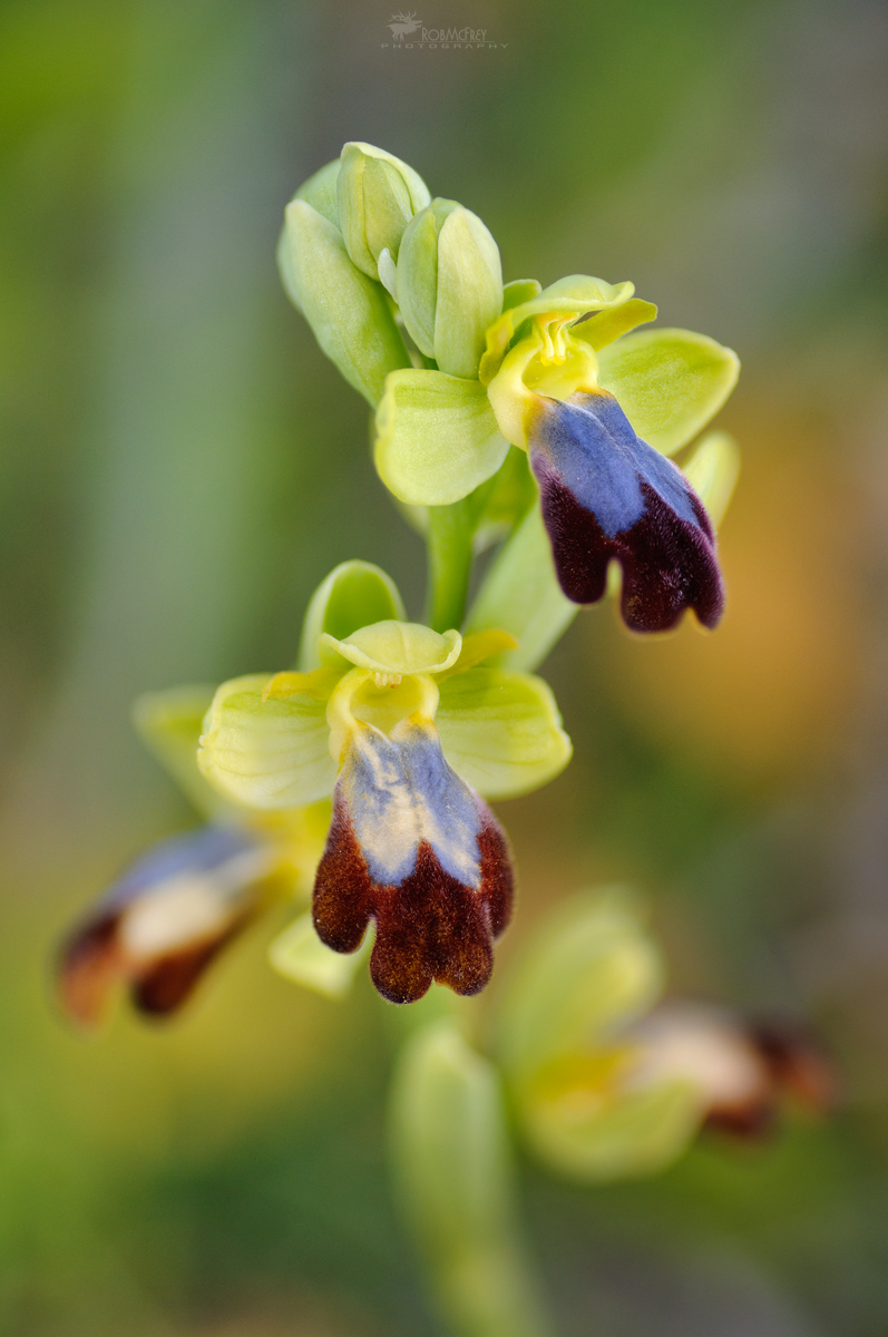 Ophrys eleonorae