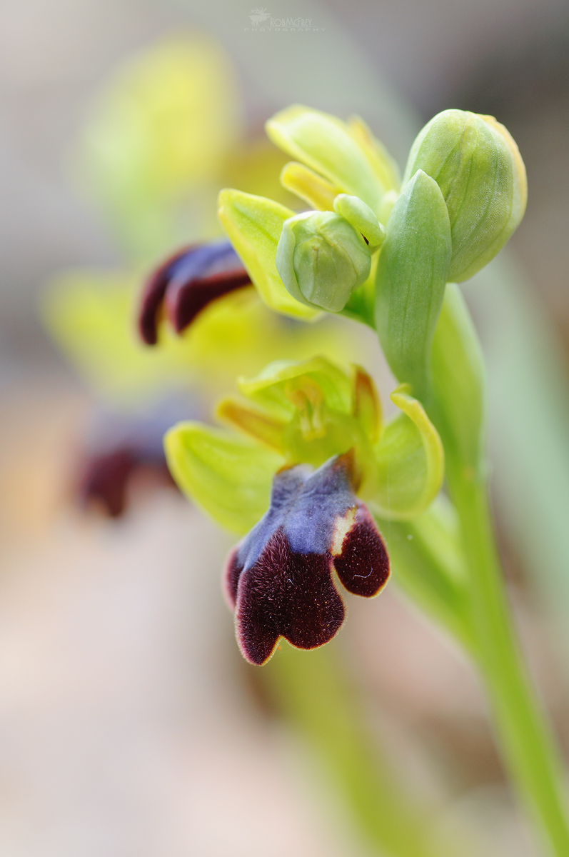 Ophrys eleonorae