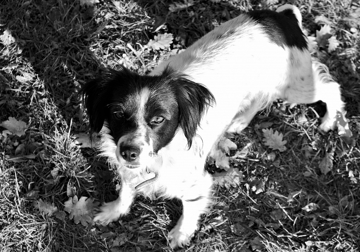 What do you want? BN