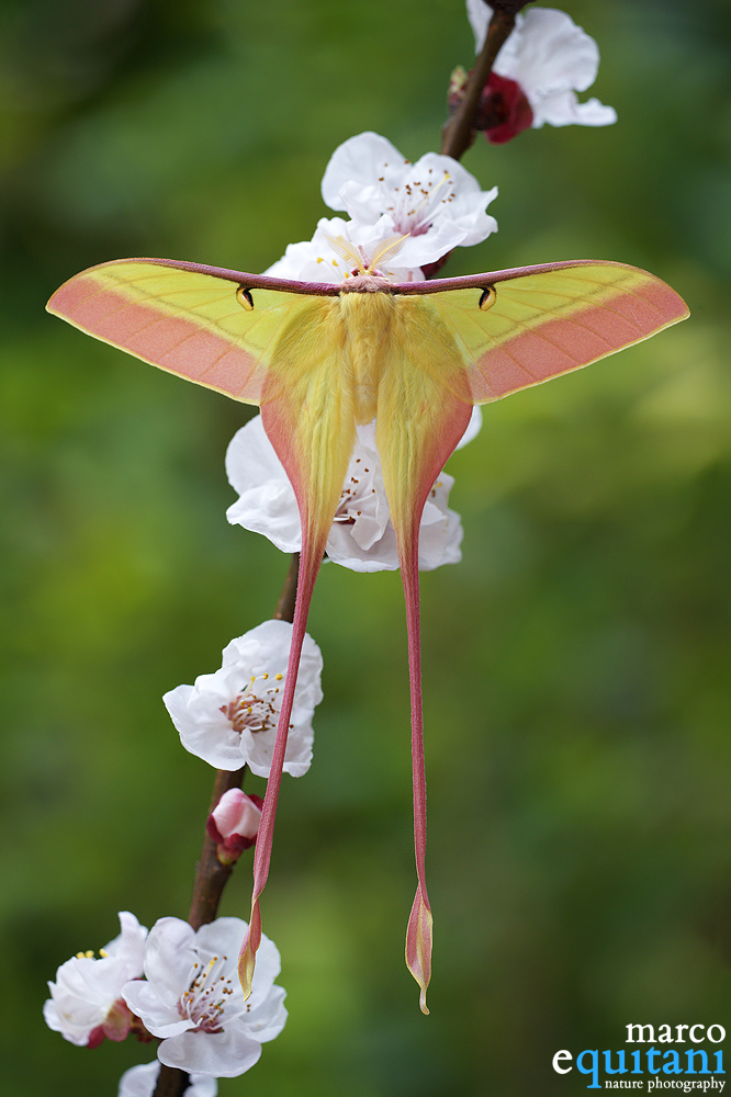 Actias dubernardi, Male