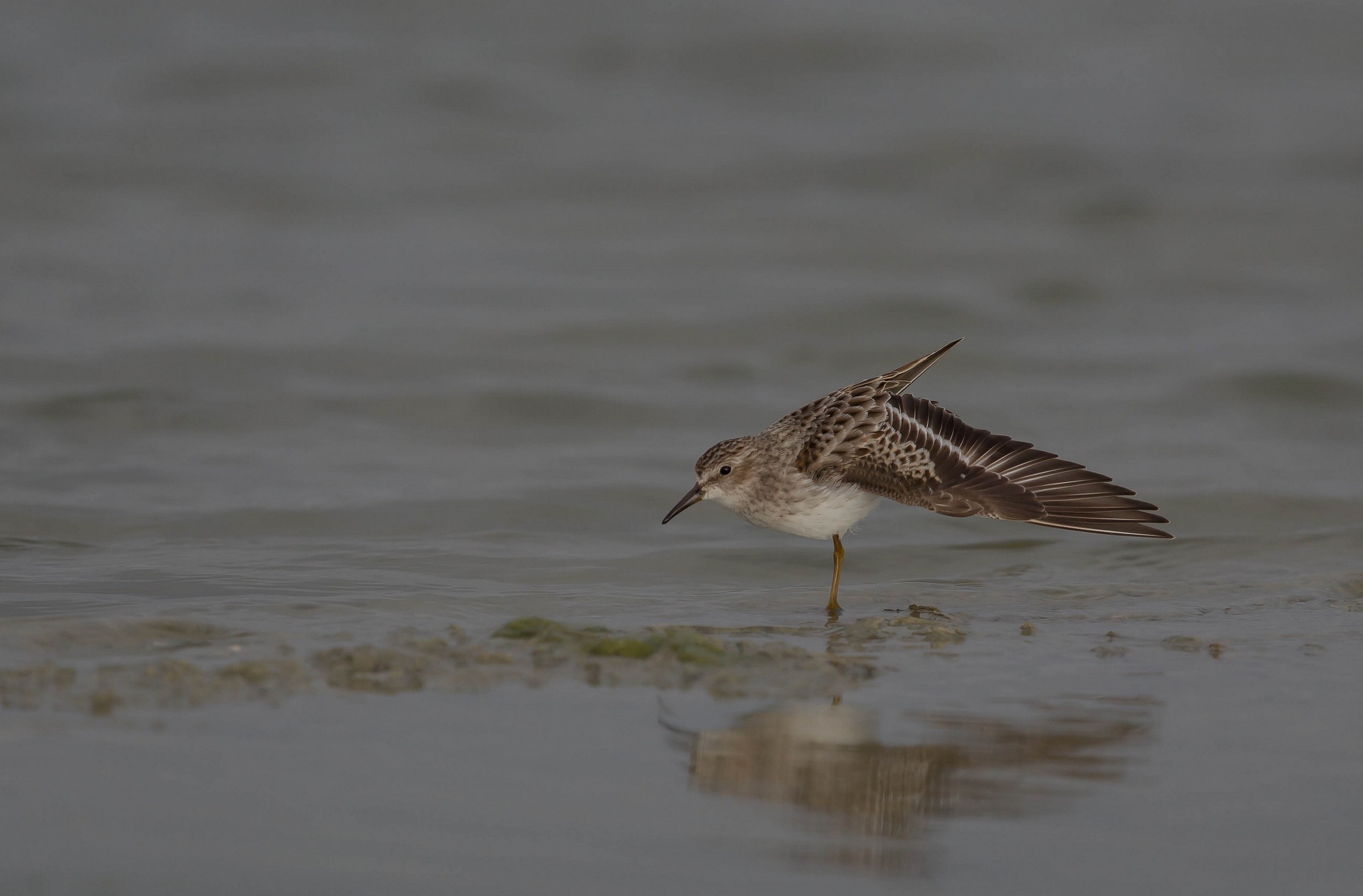 bécasseau minuscule