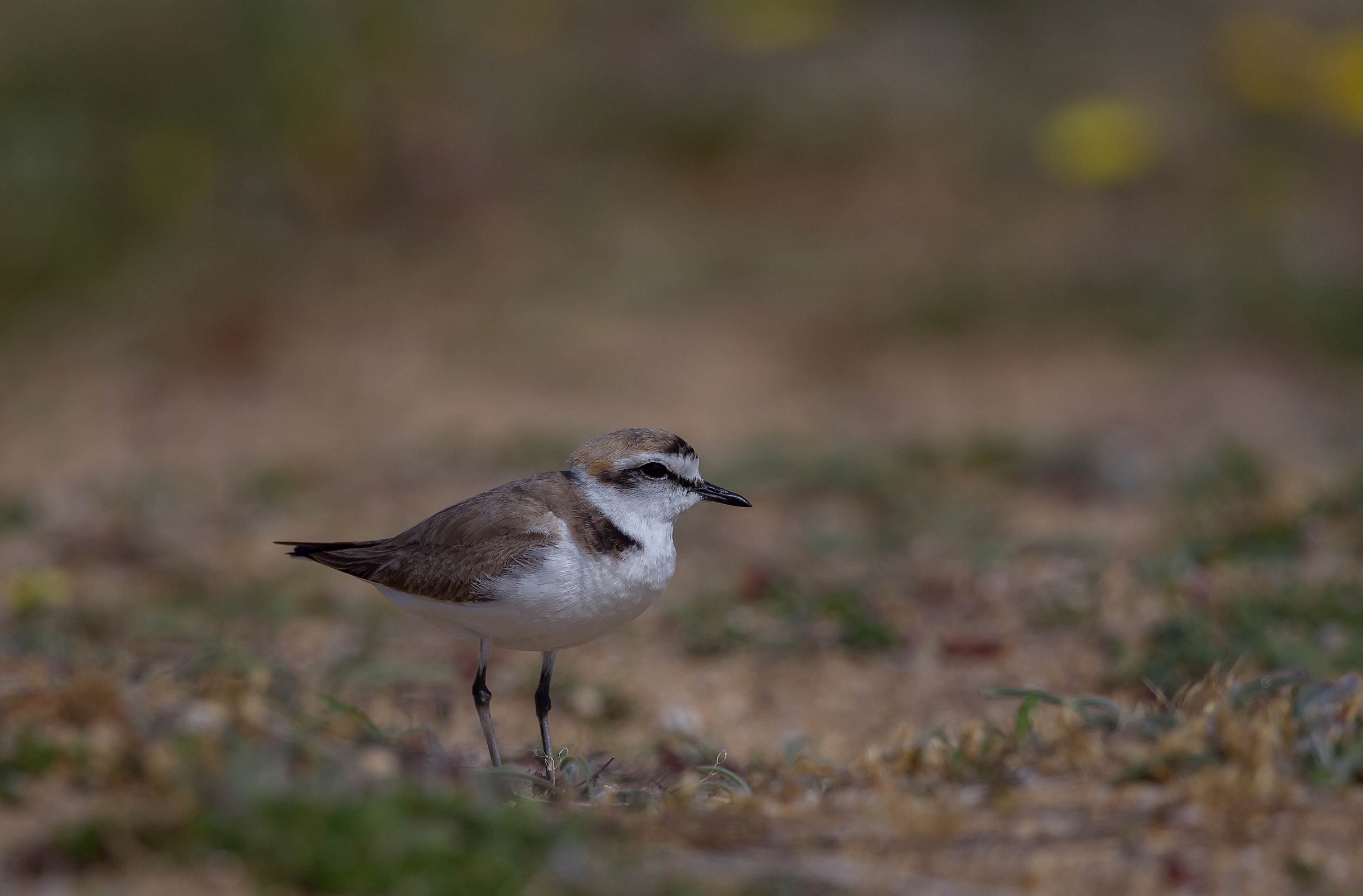 grave-lot a collier interrompu