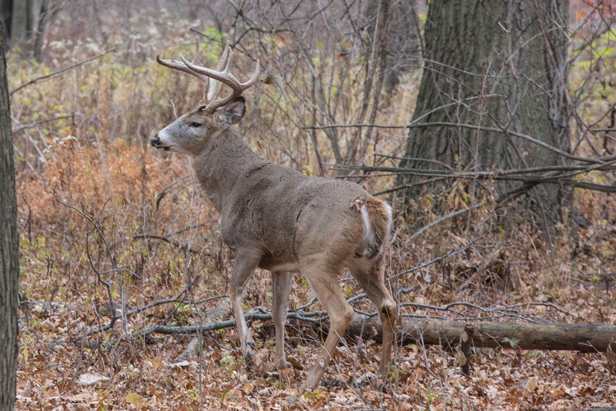 White Tail Buck