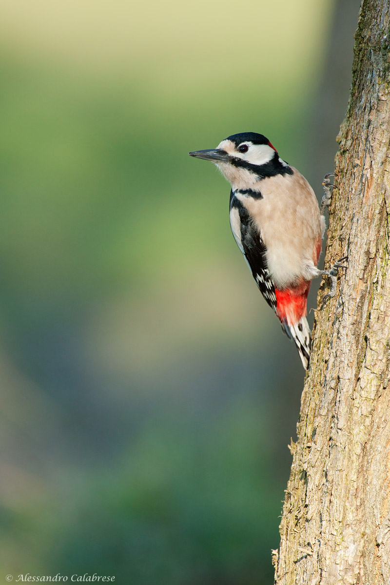 Woodpecker
