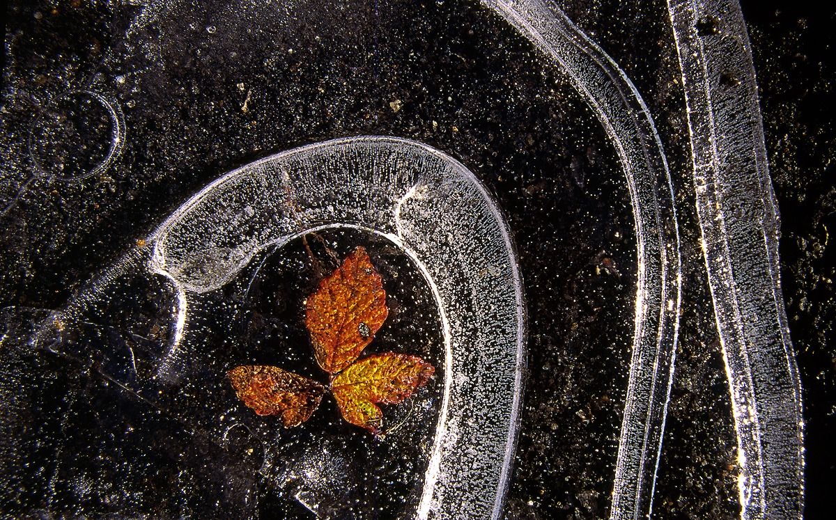 Leaves in the ice 12