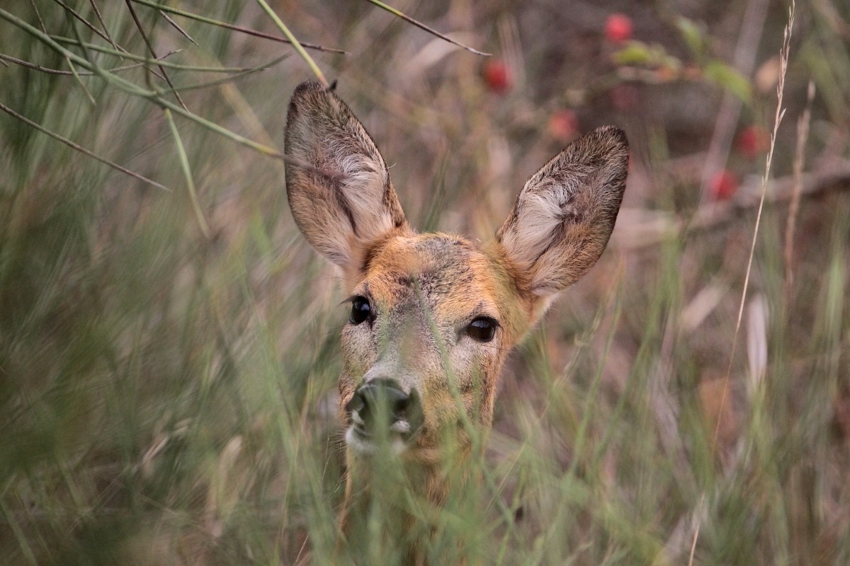Hidden among the gorse