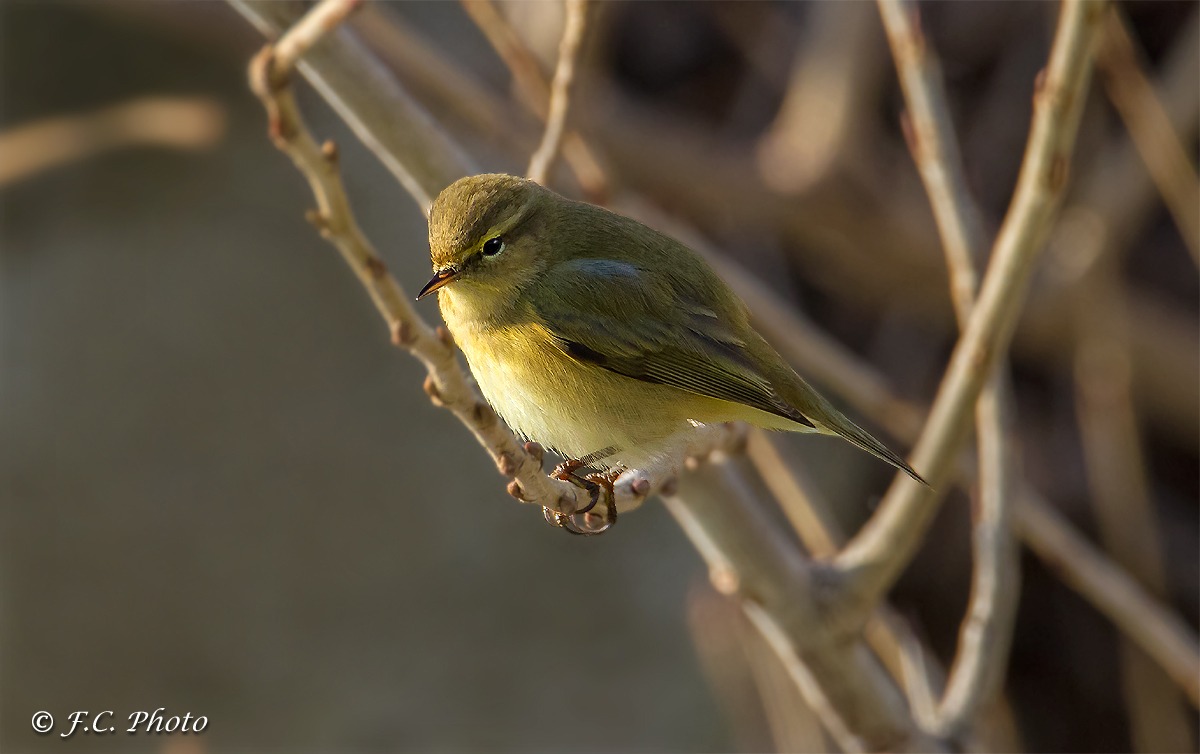 Chiffchaff