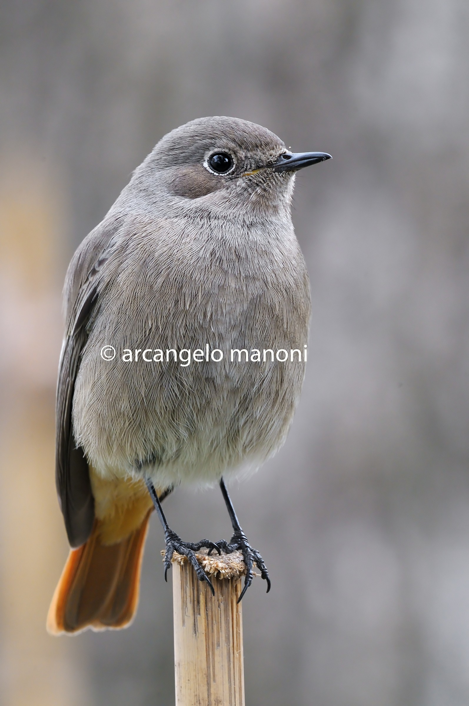 Nel segno del grigio (codirosso spazzacamino femmina)