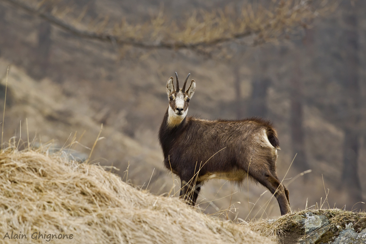 suede limit yourself to the forest