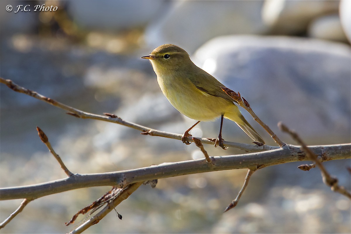 Chiffchaff