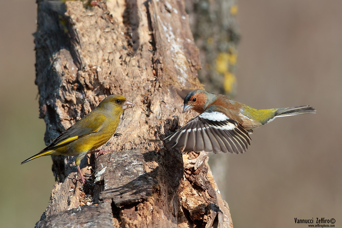 fringuello e verdone   zeffirophoto